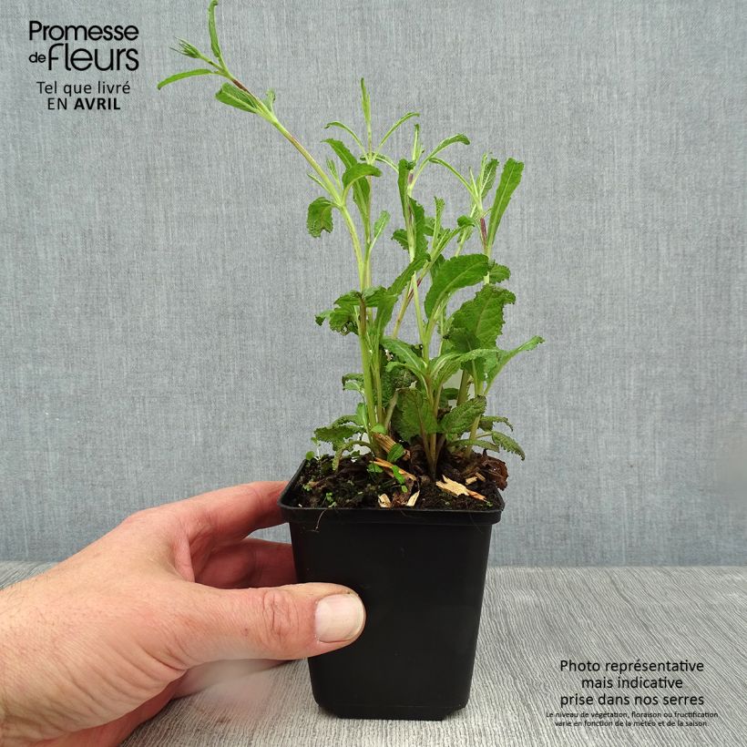 Exemplaar van Salvia nemorosa Caradonna Compact - Bossalie Kweekpotje van 8/9 cm zoals geleverd in de lente