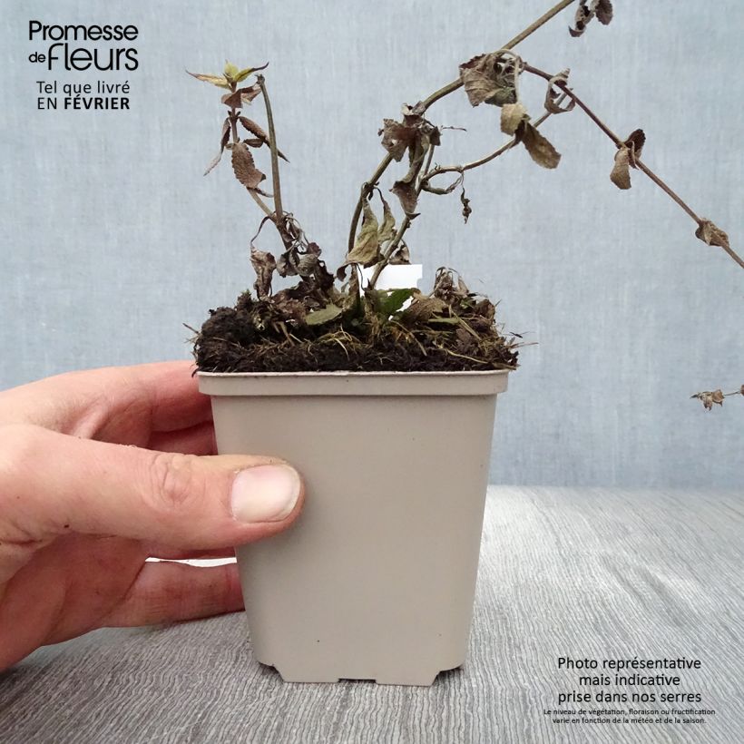 Example of Salvia nemorosa Lubecca - Sauge des bois Kweekpotje van 8/9 cm as you get in hiver