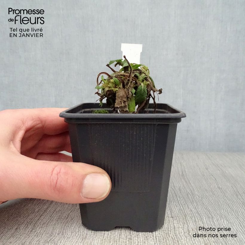 Example of Salvia nemorosa Mainacht - Bossalie Kweekpotje van 8/9 cm as you get in hiver