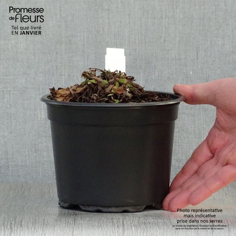 Example of Salvia nemorosa Mainacht - Bossalie Pot van 2 l/3 l as you get in hiver