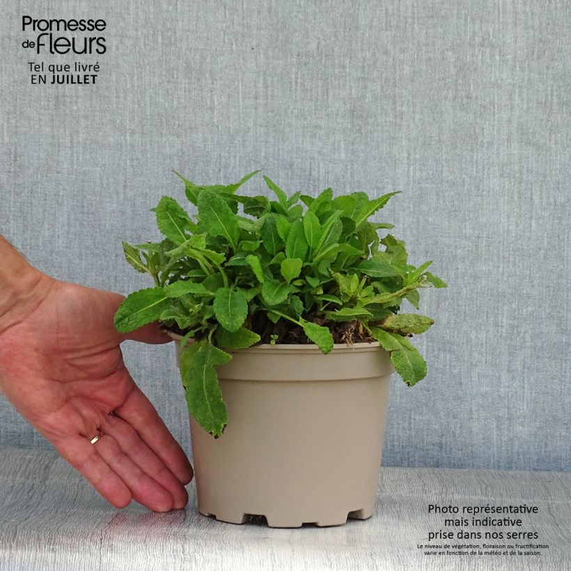 Exemplaar van Salvia nemorosa Mainacht - Bossalie Pot van 2 l/3 l zoals geleverd in de zomer