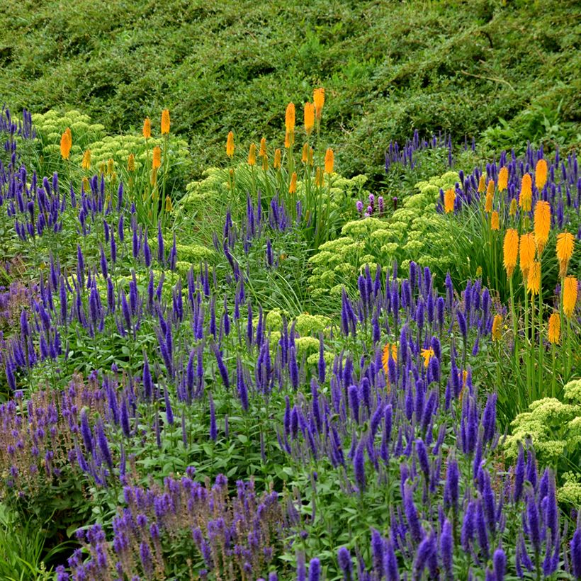 Salvia nemorosa Ostfriesland - Bossalie (Groeiplaats)