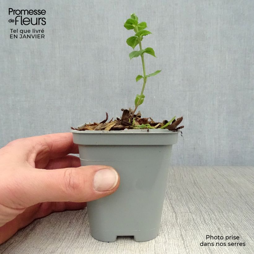 Example of Salvia nemorosa Ostfriesland - Sauge des bois Kweekpotje van 8/9 cm as you get in hiver