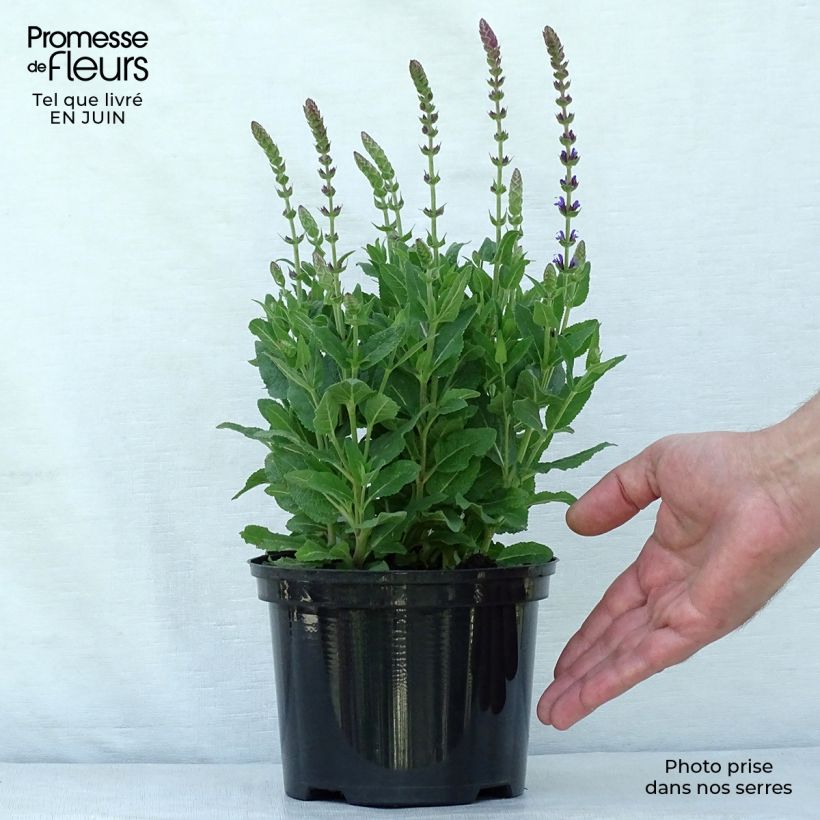 Exemplaar van Salvia nemorosa Ostfriesland - Bossalie Pot van 2 l/3 l zoals geleverd in de zomer