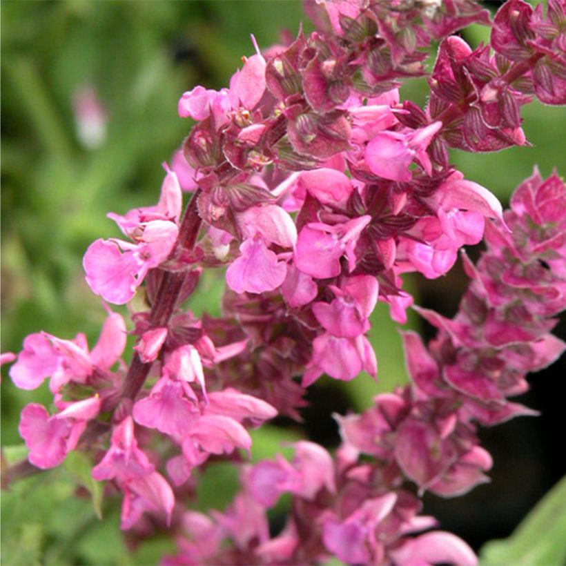 Salvia nemorosa Rose Queen - Bossalie (Bloei)