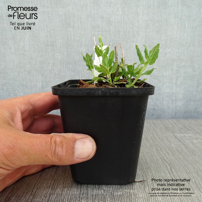Exemplaar van Salvia nemorosa Salute White - Bossalie Kweekpotje van 8/9 cm zoals geleverd in de lente