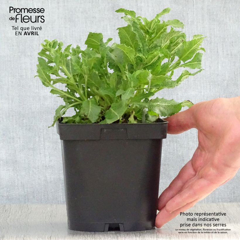 Exemplaar van Salvia nemorosa Schneehügel - Bossalie Pot van 2 l/3 l zoals geleverd in de lente