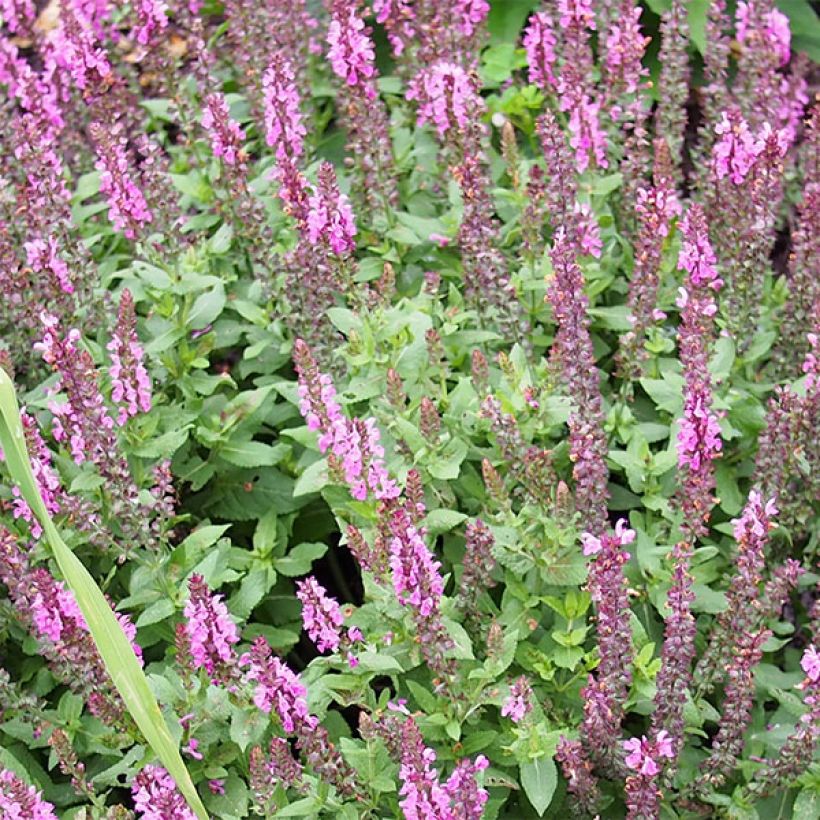 Salvia nemorosa Sensation - Bossalie (Flowering)