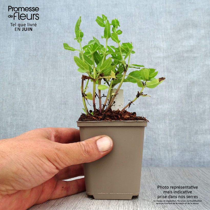 Exemplaar van Salvia nemorosa Sensation - Bossalie Kweekpotje van 8/9 cm zoals geleverd in de zomer