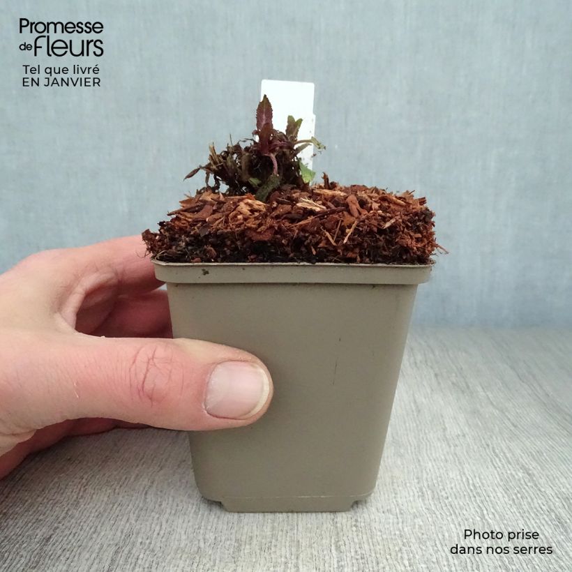 Example of Salvia nemorosa Sensation - Bossalie Kweekpotje van 8/9 cm as you get in hiver