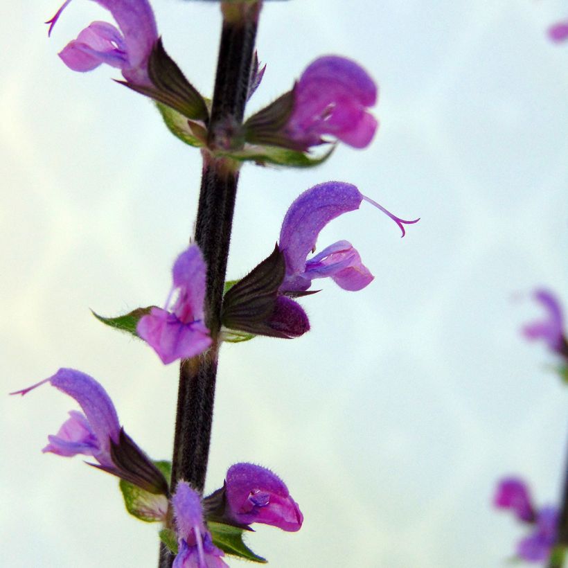 Salvia nemorosa Serenade - Bossalie (Flowering)