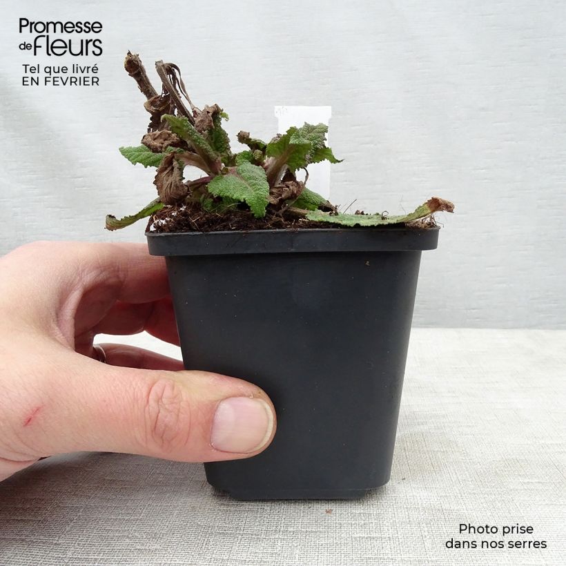 Example of Salvia nemorosa Serenade - Sauge des bois Kweekpotje van 8/9 cm as you get in hiver