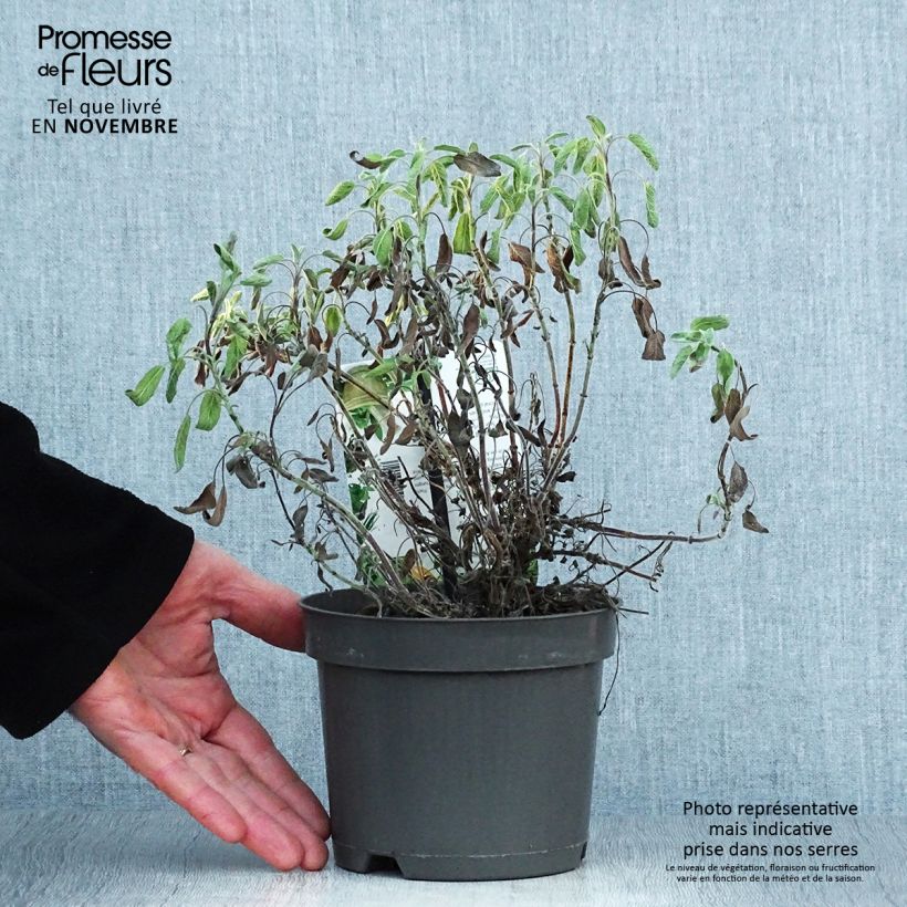 Exemplaar van Echte salie Icterina Pot van 1,5 l/2 l zoals geleverd in de herfst