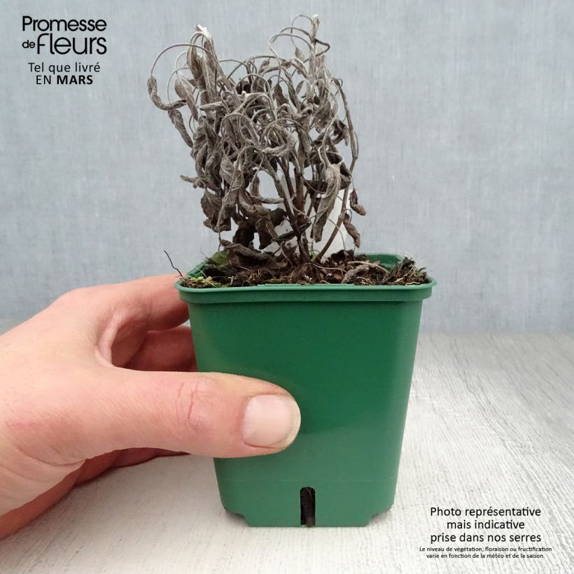 Exemplaar van Echte salie Icterina Kweekpotje van 8/9 cm zoals geleverd in de lente