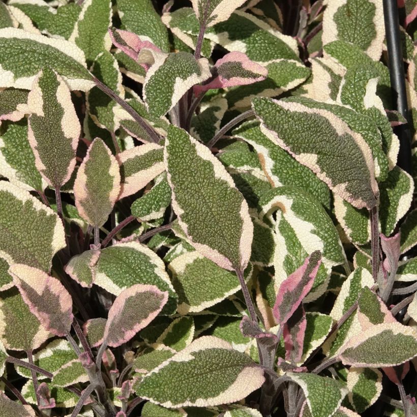 Salvia officinalis Tricolor - Echte salie (Blad)