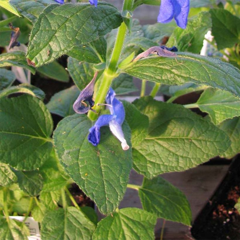 Salvia patens Royal Blue - Blauwe salie (Foliage)