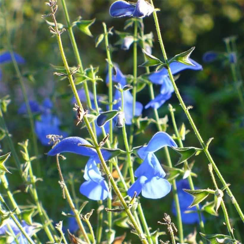 Salvia patens Royal Blue - Blauwe salie (Flowering)