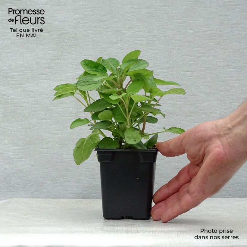 Exemplaar van Salvia patens Royal Blue - Blauwe salie Kweekpotje van 7/8 cm zoals geleverd in de lente