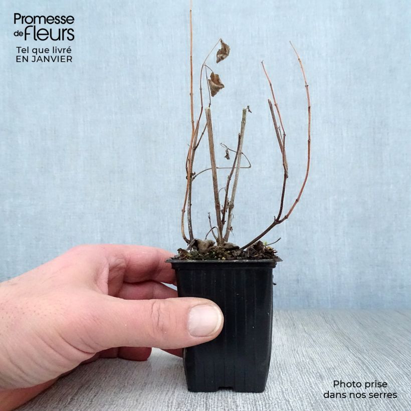 Example of Salvia patens - Sauge gentiane Kweekpotje van 7/8 cm as you get in hiver