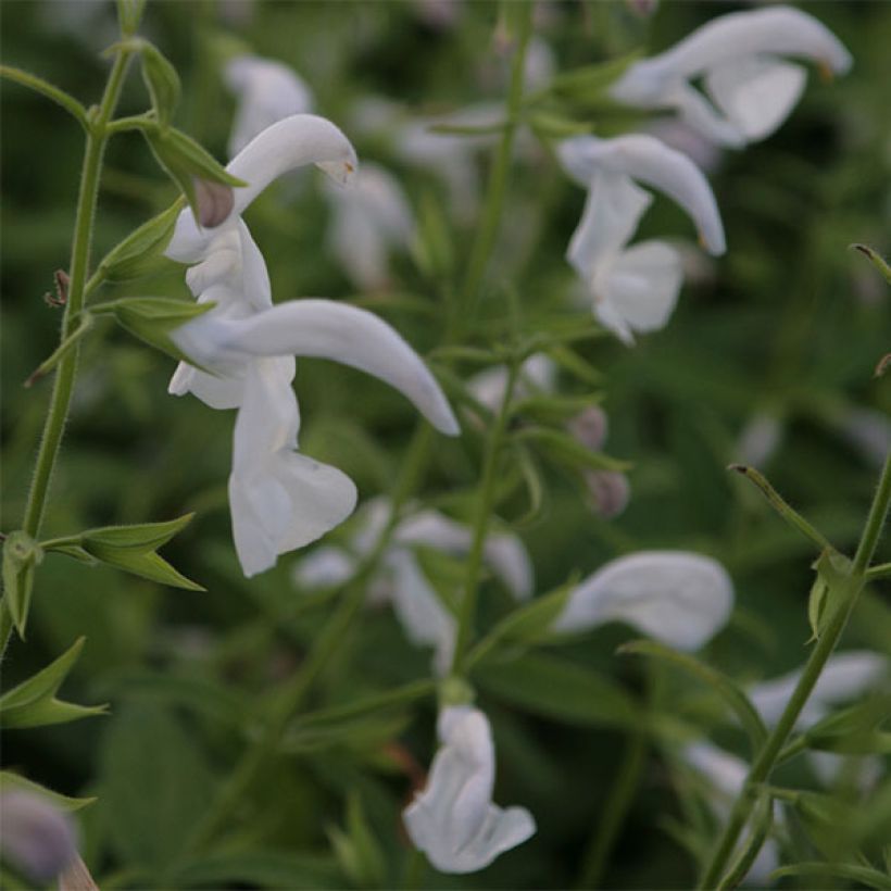 Salvia patens White Trophy - Blauwe salie (Bloei)