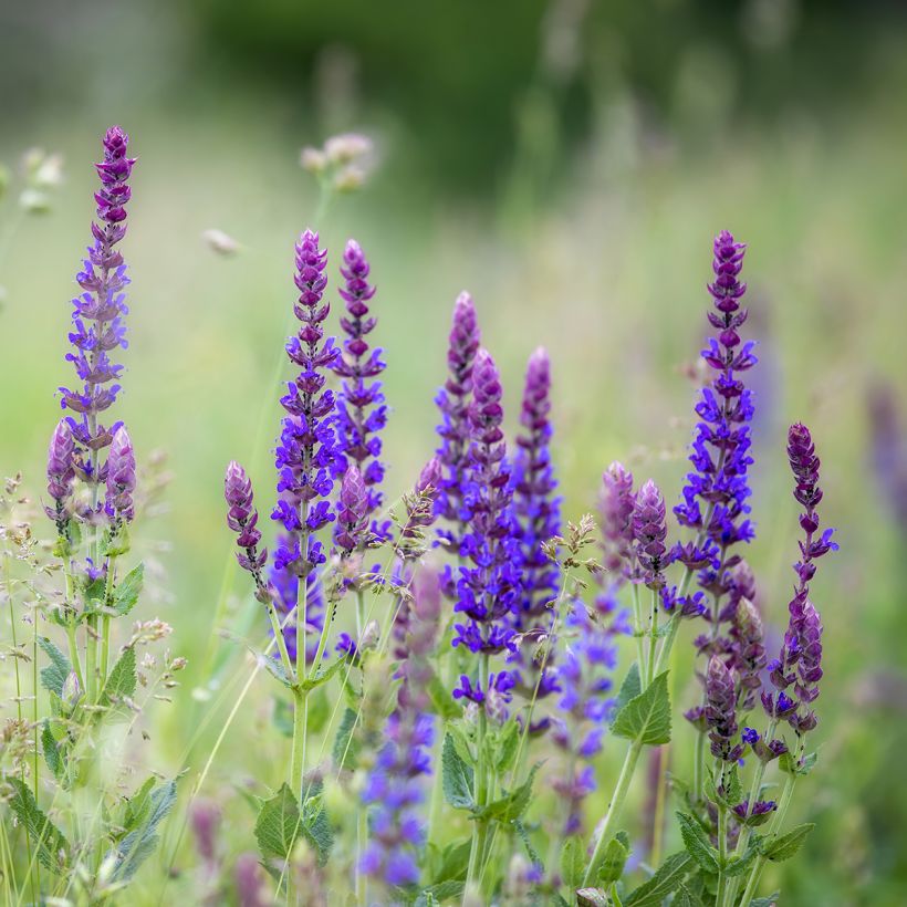 Salvia pratensis Lyrical Blues - Veldsalie (Plant habit)