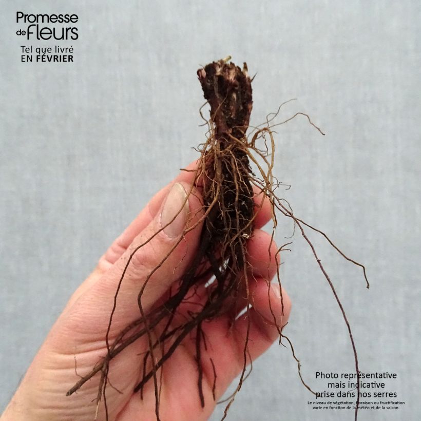 Example of Salvia pratensis Lyrical Blues - Sauge des près Naakte wortel as you get in hiver