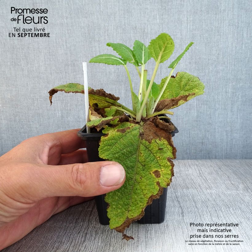 Exemplaar van Salvia pratensis Madeline - Veldsalie Kweekpotje van 8/9 cm zoals geleverd in de herfst
