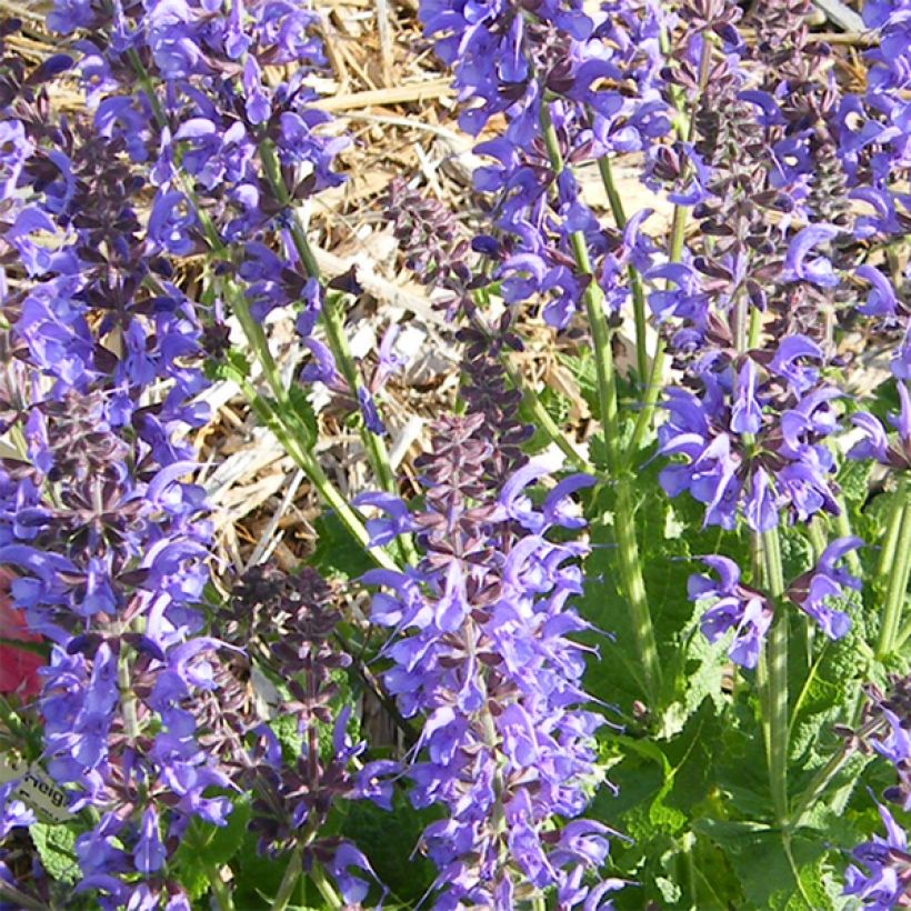 Salvia sylvestris Rhapsody in Blue - Bossalie (Flowering)