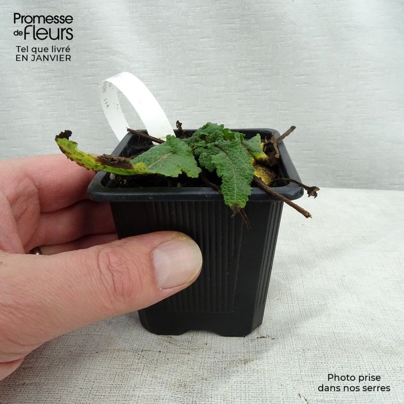 Example of Salvia pratensis Sweet Esmeralda - Sauge des près Kweekpotje van 8/9 cm as you get in hiver