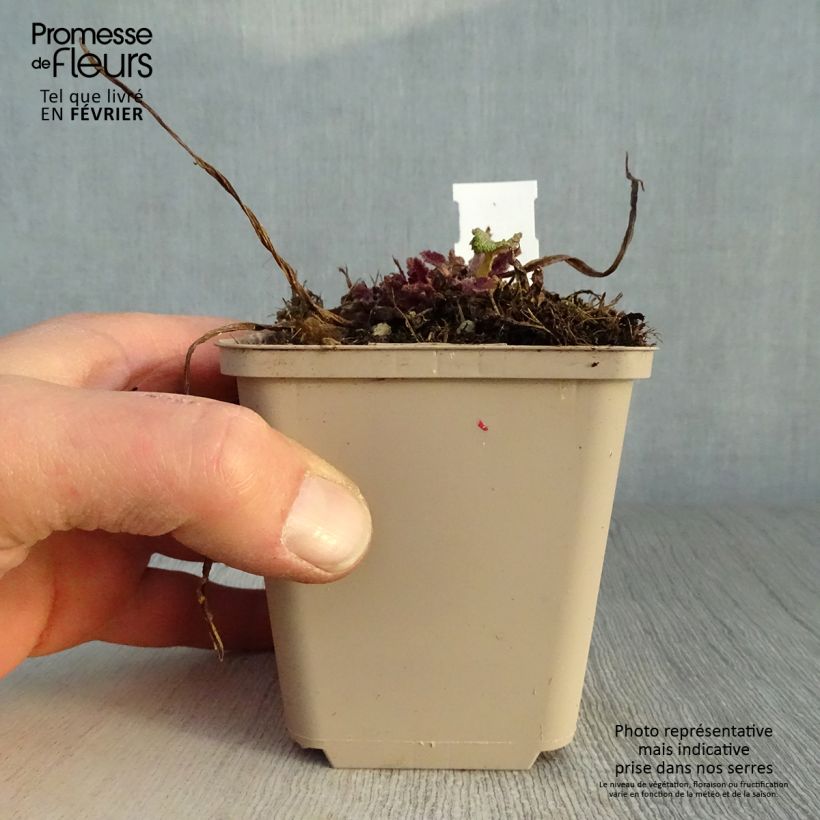 Example of Salvia pratensis Twilight Serenade - Sauge des près Kweekpotje van 8/9 cm as you get in hiver