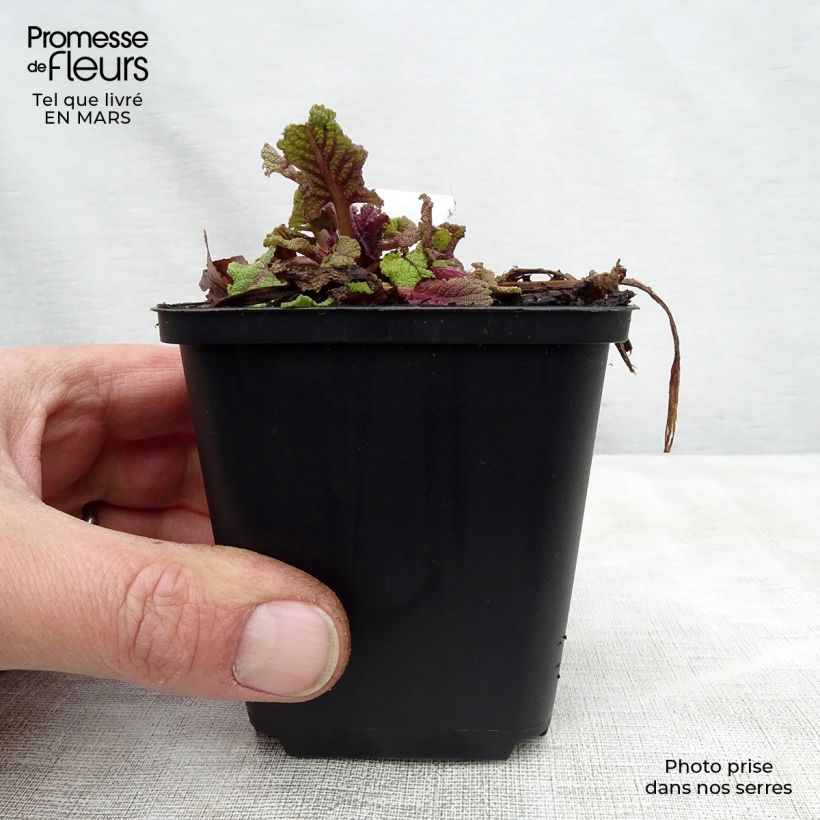 Exemplaar van Salvia pratensis Twilight Serenade - Veldsalie Kweekpotje van 8/9 cm zoals geleverd in de lente