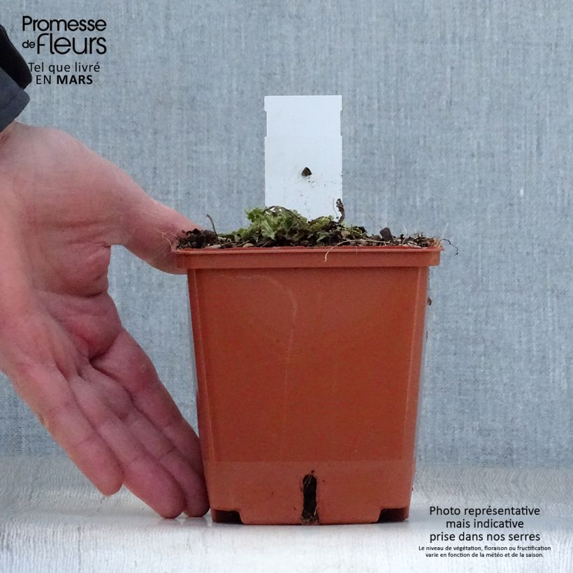 Exemplaar van Salvia pratensis Vanity Flair - Veldsalie Pot van 1 l/1,5 l zoals geleverd in de lente