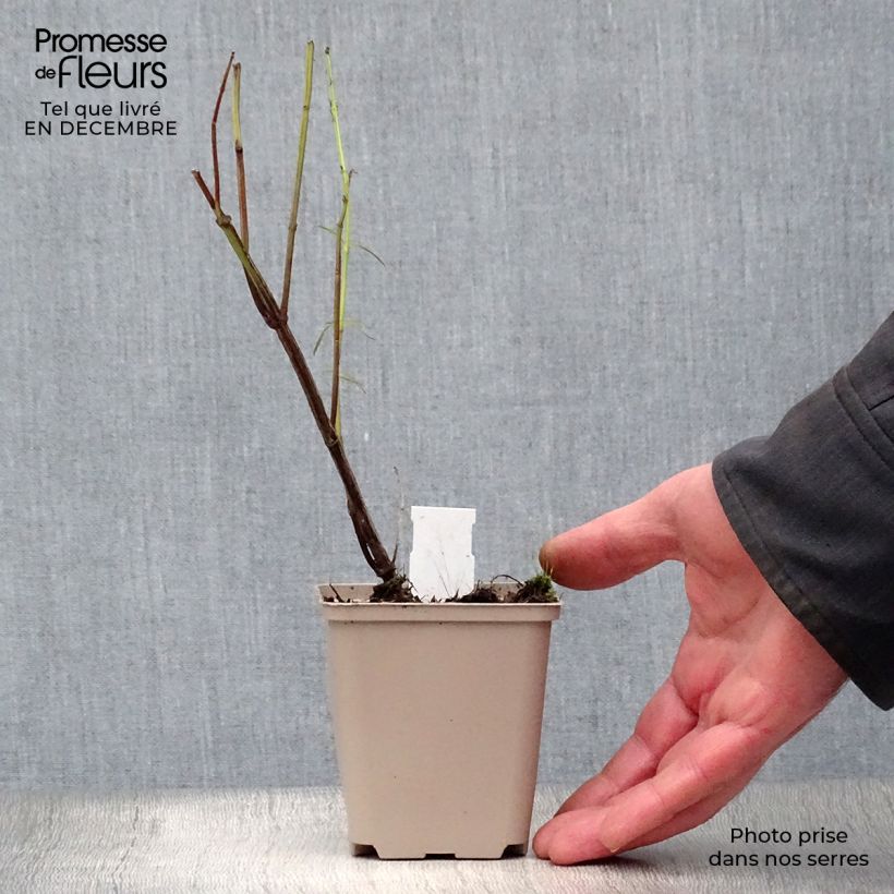 Example of Salvia reptans West Texas form - Sauge cobalt  Kweekpotje van 8/9 cm as you get in hiver