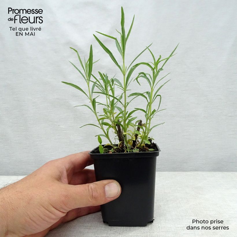 Exemplaar van Salvia reptans West Texas form - Salie Kweekpotje van 8/9 cm zoals geleverd in de lente