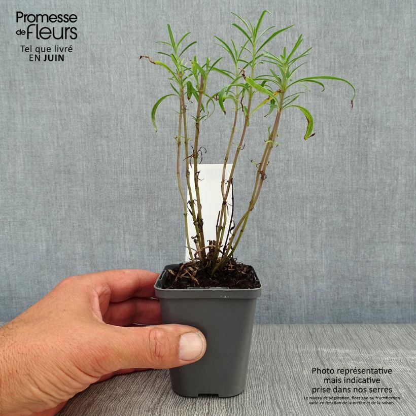 Exemplaar van Salvia reptans West Texas form - Salie Kweekpotje van 8/9 cm zoals geleverd in de zomer