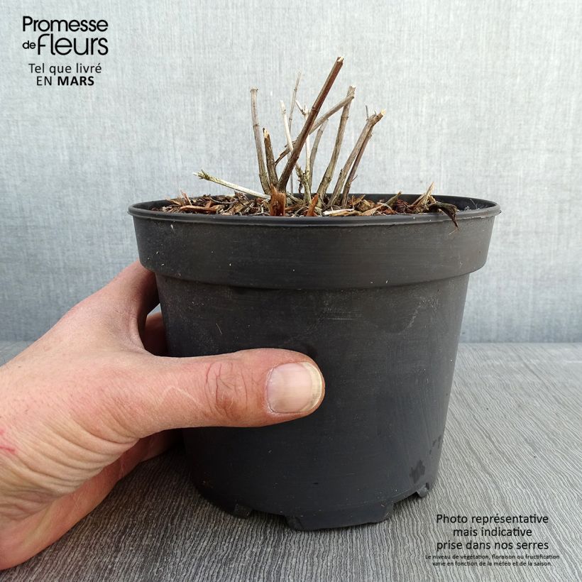 Example of Salvia reptans West Texas form - Sauge cobalt  Pot van 2 l/3 l as you get in hiver