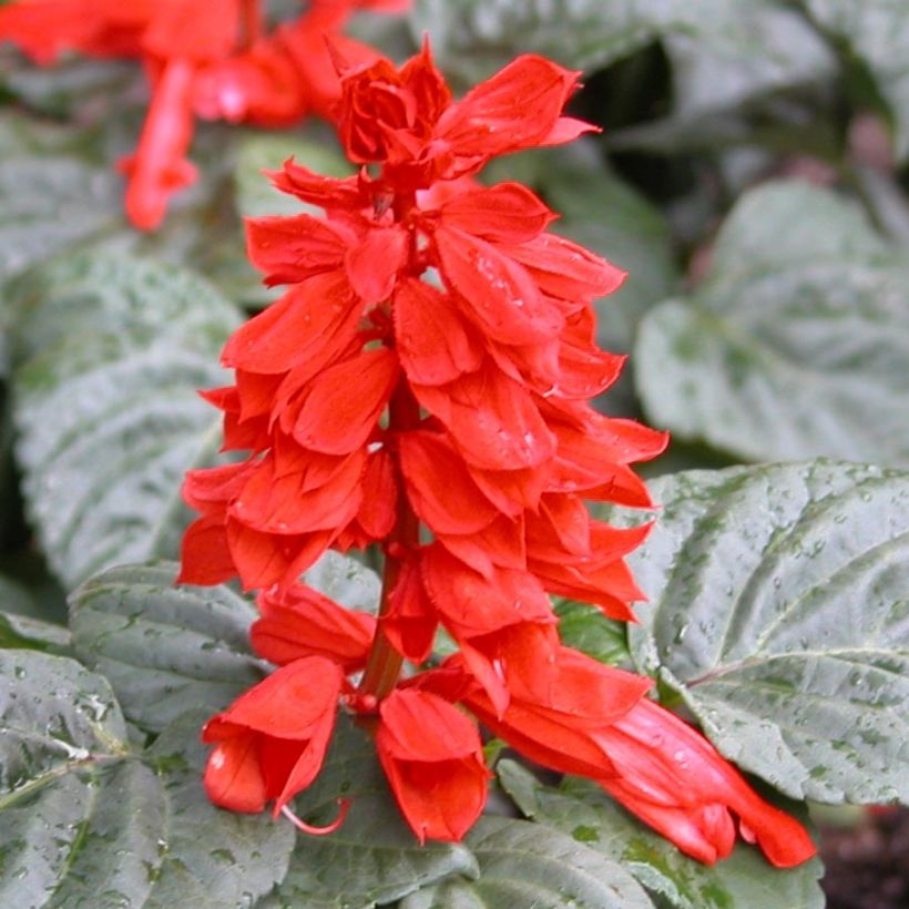 Salvia splendens Carambita - Vuursalie (Flowering)