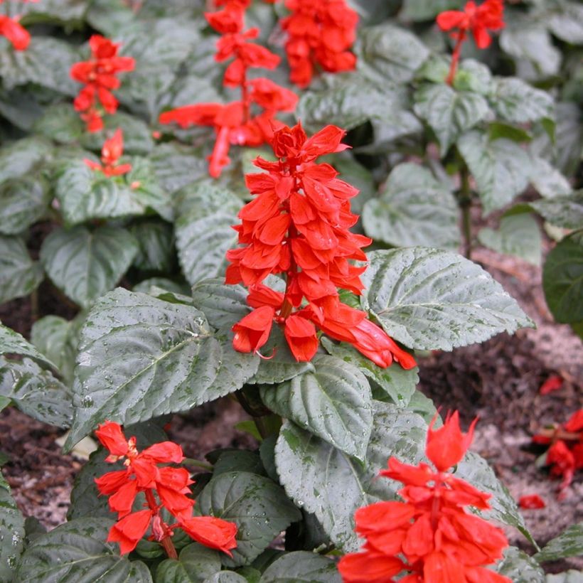 Salvia splendens Carambita - Vuursalie (Plant habit)