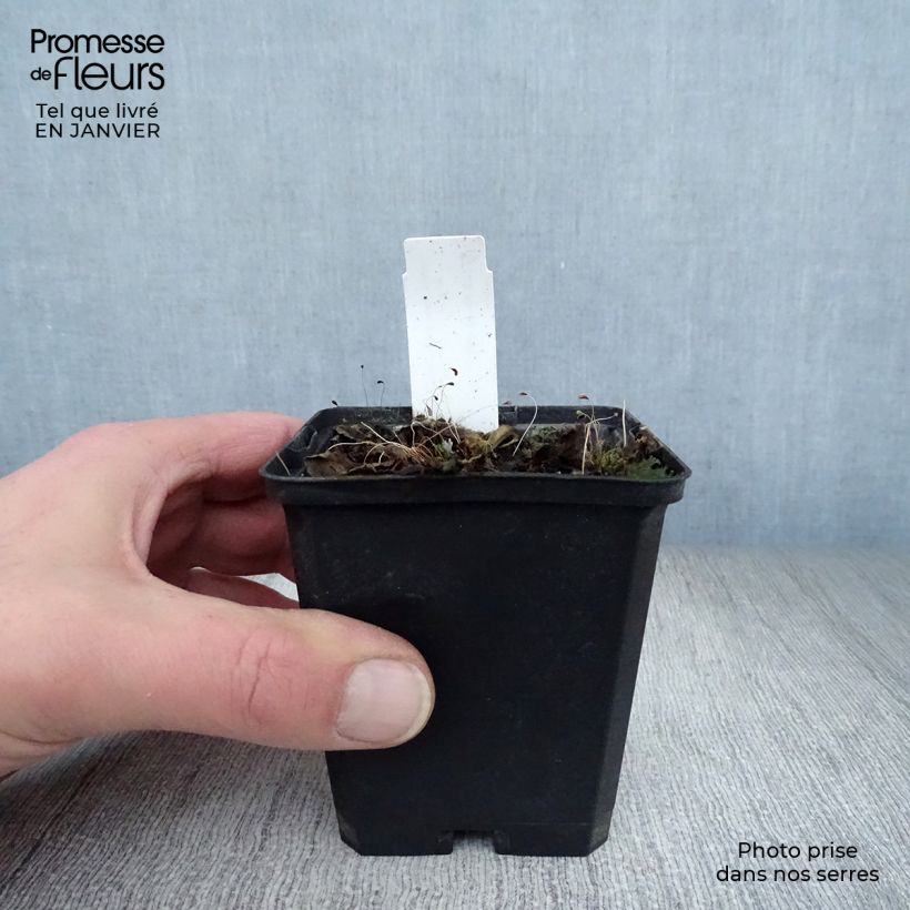 Example of Salvia superba Reine Bleue - Bossalie Kweekpotje van 8/9 cm as you get in hiver