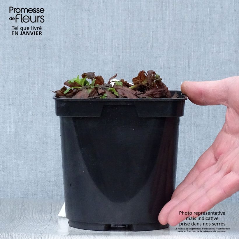 Example of Salvia superba Reine Bleue - Bossalie Pot van 2 l/3 l as you get in hiver