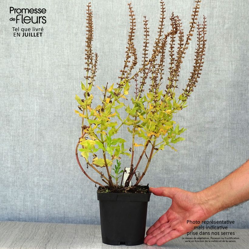 Exemplaar van Salvia superba Reine Bleue - Bossalie Pot van 2 l/3 l zoals geleverd in de zomer