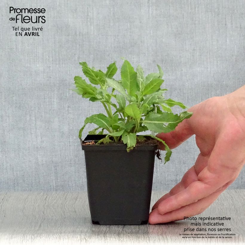 Exemplaar van Salvia superba Reine Rose - Bossalie Kweekpotje van 8/9 cm zoals geleverd in de lente