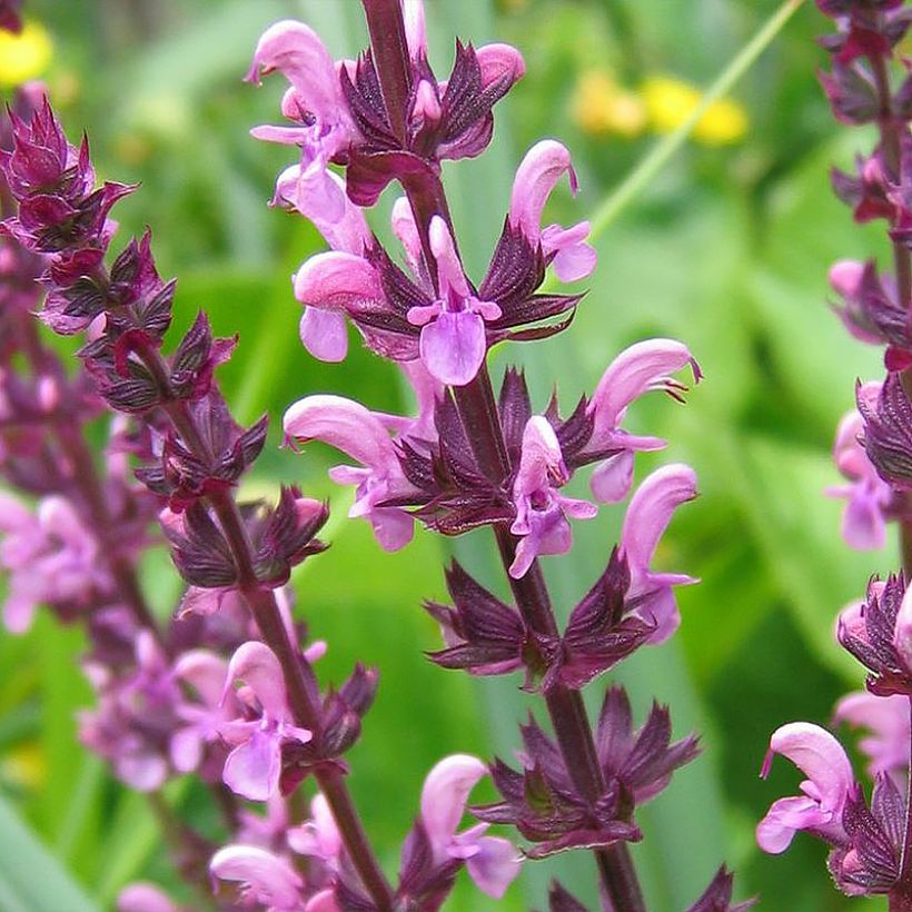 Salvia superba Reine Rose - Bossalie (Flowering)