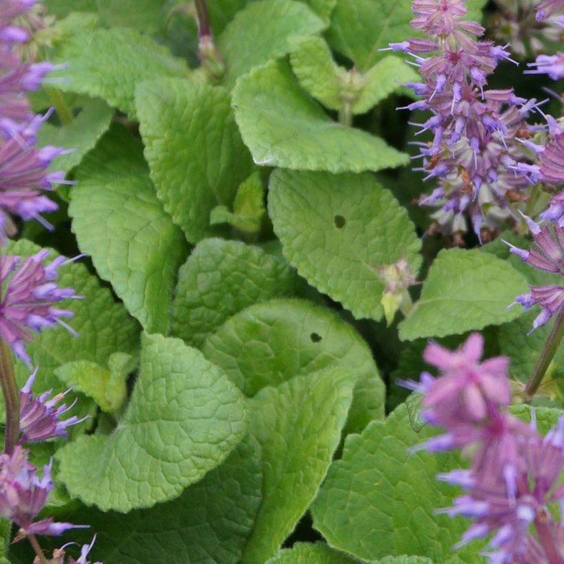 Salvia verticillata Endless Love - Kranssalie (Foliage)