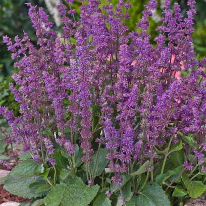 Salvia verticillata Endless Love - Kranssalie (Plant habit)