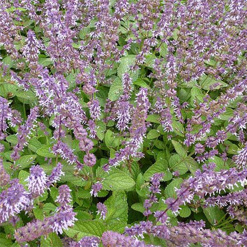 Salvia verticillata Hannays Blue - Kranssalie (Flowering)