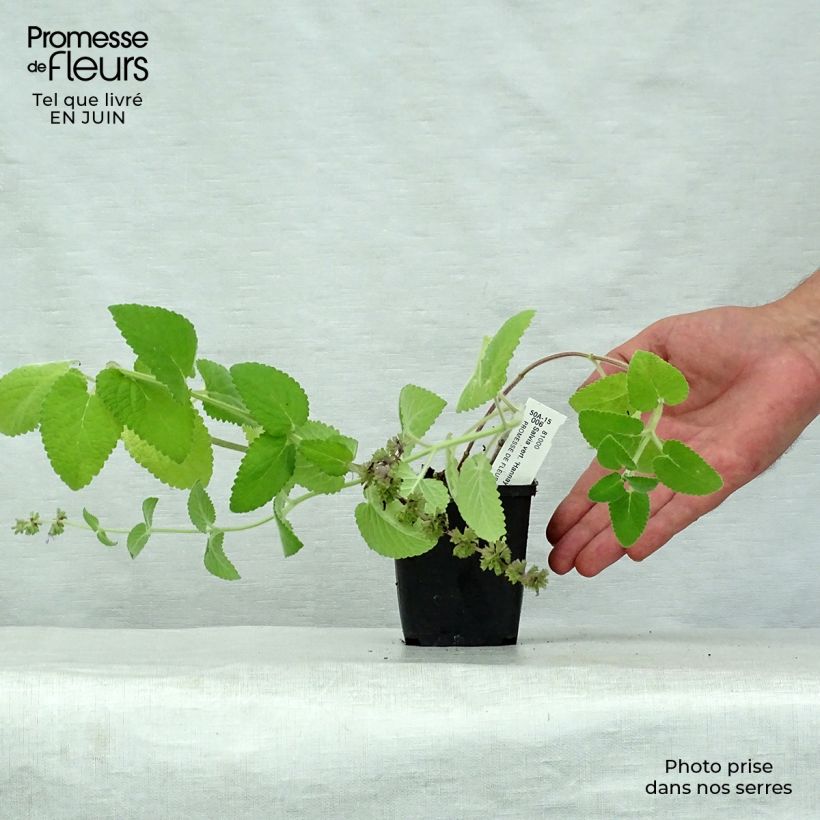 Exemplaar van Salvia verticillata Hannays Blue - Kranssalie Kweekpotje van 8/9 cm zoals geleverd in de zomer