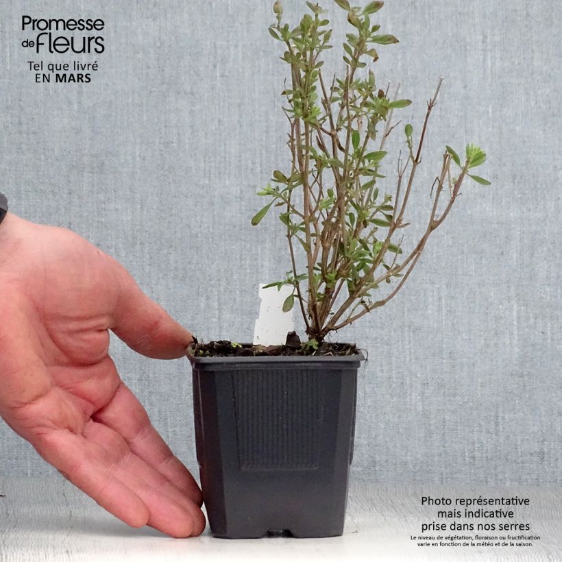 Exemplaar van Salvia jamensis Delice Roselilac - Struiksalie Kweekpotje van 8/9 cm zoals geleverd in de lente