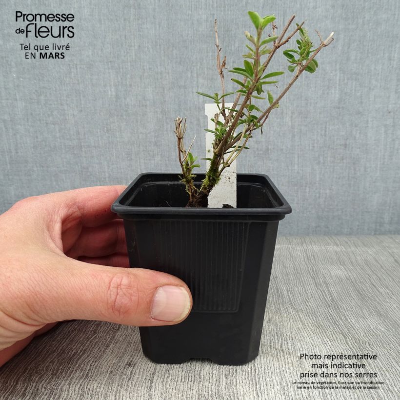 Example of Salvia x jamensis Delice Roselilac - sauge arbustive Kweekpotje van 8/9 cm as you get in hiver