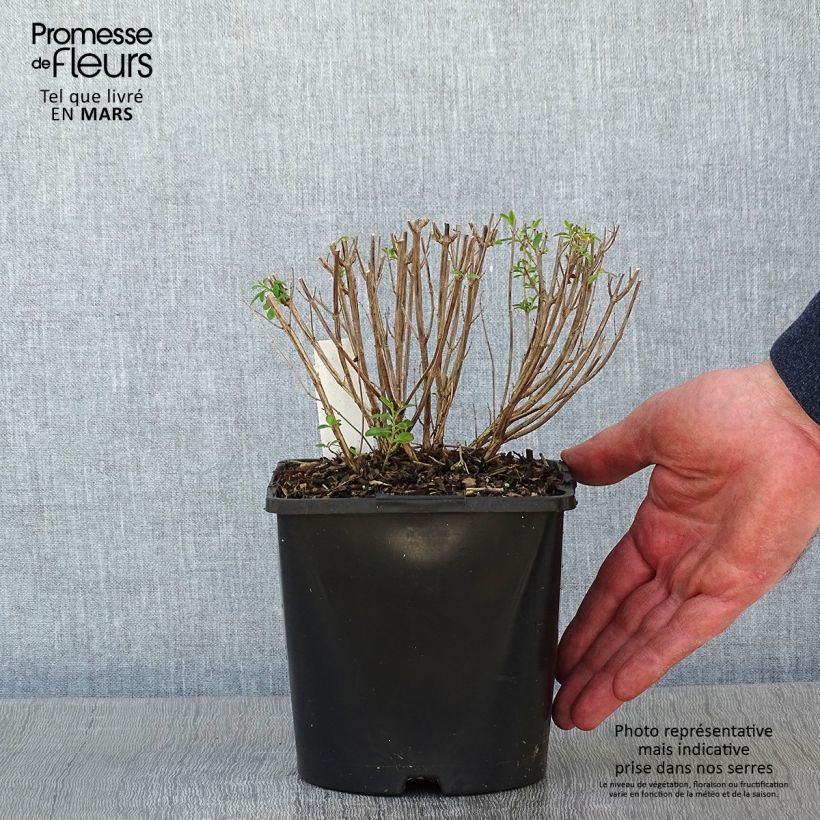 Example of Salvia x jamensis Delice Roselilac - sauge arbustive Pot van 2 l/3 l as you get in hiver